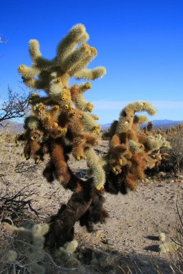 Cholla