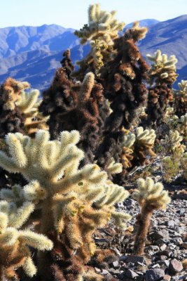 More Cholla