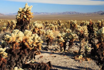 Joshua Tree National Park