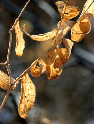 Old Leaves