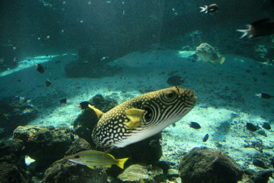Aquarium 1 IMG_2957.jpg