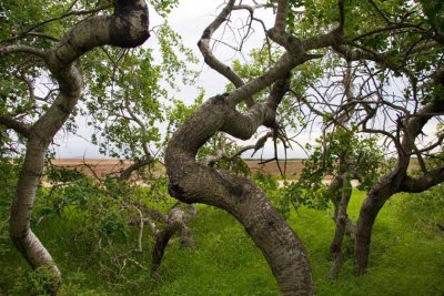 Crooked Bush, Saskatchewan