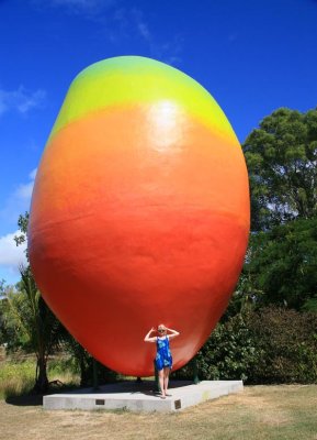 Mango - Ayr, Queensland