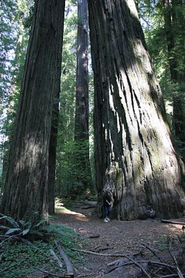 Redwood, California