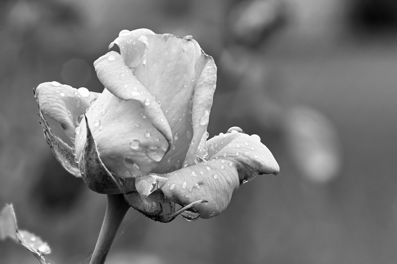 Rose Web