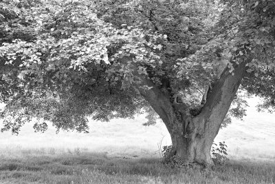 Oldish Kentish Tree