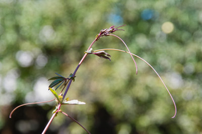 Conducting the Wind