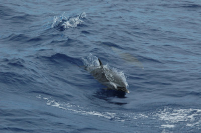 Dolphins at play