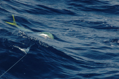 Mahimahi hitting the bait