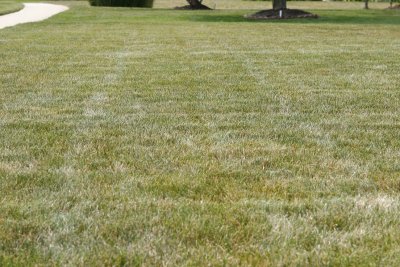 lawn overview_1.JPG