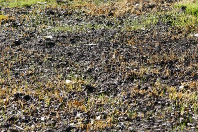 barespots overview closeup.jpg