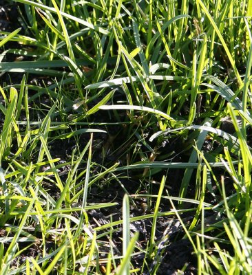 overseeded grass new 2.jpg
