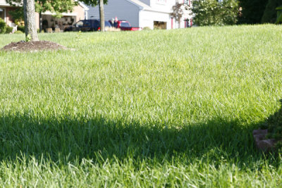 overseeded grass new.jpg