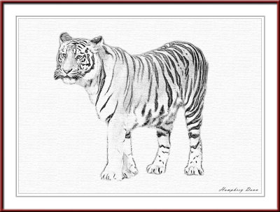tiger pencil.jpg