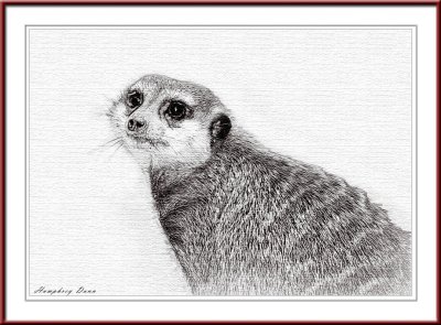 meerkat pencil.jpg