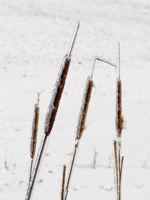 Icy Rushes