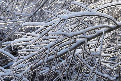 Icy Branches