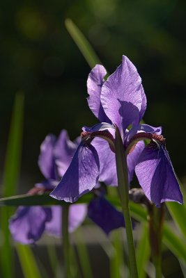 4000 Iris
