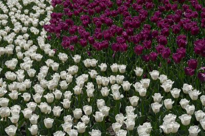 White & Purple.