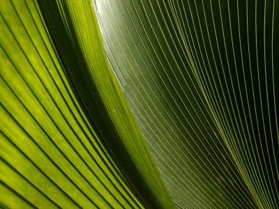 Palm