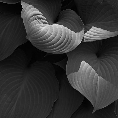 Hosta