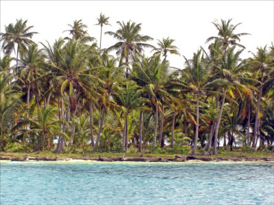 Palms - Kuna Yala
