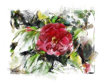 Camellia Sketch