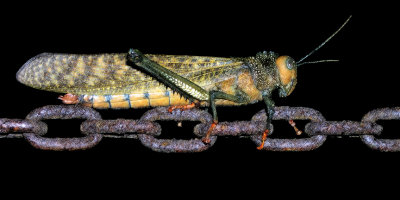 Monster Grasshopper - Taboga Island