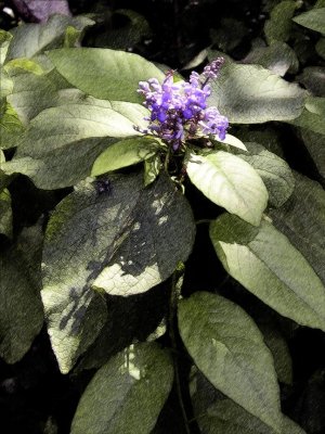 Cornutia Grandifolia  - Tropical Lilac
