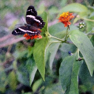 Banded Peacock Butterfly