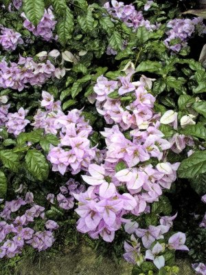 Veranera Rosada - Pink Bougainvillea