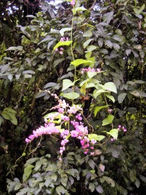 Antigonon Leptopus - Mexican Creeper