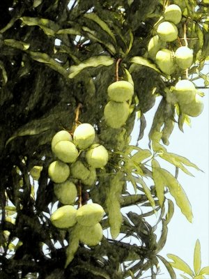 Green Mangoes