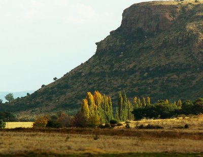 The neighbouring farm Boschfontein's poplars