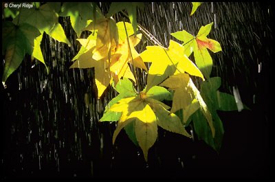 leaves and rain