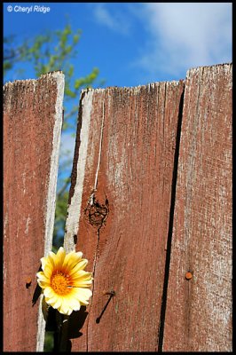 old fence and yellow flower