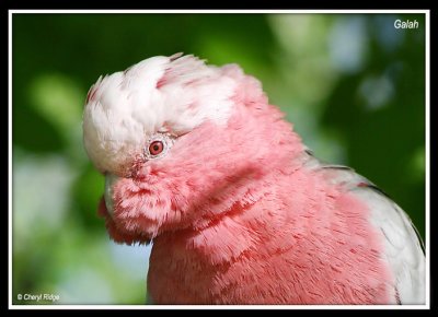 galah