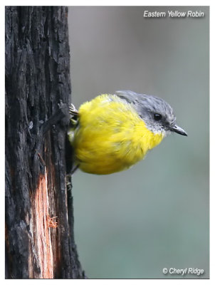 eastern yellow robin and blackened tree trunk