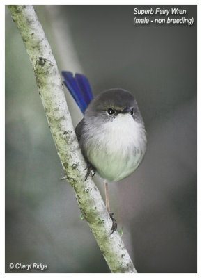 superb fairy wren (male in non breeding plumage)