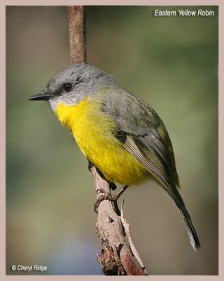 5099 - eastern yellow robin