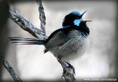 superb fairy wren (male)