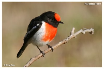 6790 - male red capped robin