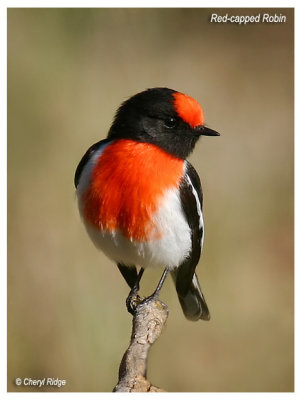 6797 - male red capped robin
