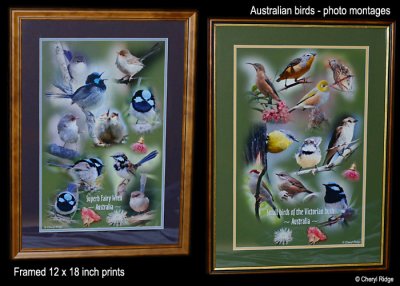 Australian bird photo montages by Cheryl Ridge 