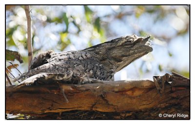 tawny frogmouth