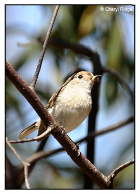 robin