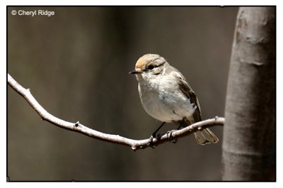 robin