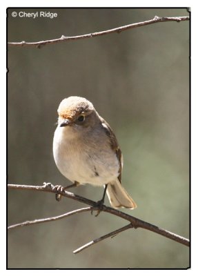 robin
