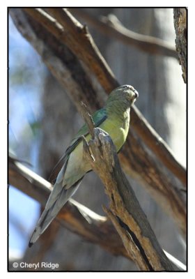 red rumped parrot (female??)