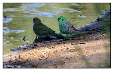 red rumped parrots